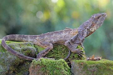 A frilled dragon was resting. This lizard has the scientific name Chlamydosaurus kingii.