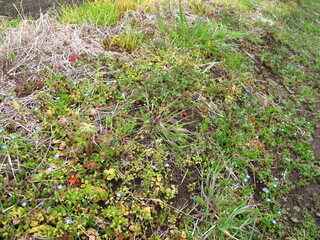 Obraz premium 雨上りの畑の畦道の若草