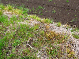 雨上りの畑の畦道の若草と畑