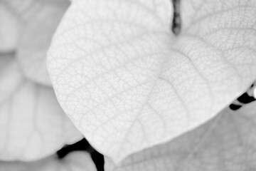 white leaves tropical texture textile background