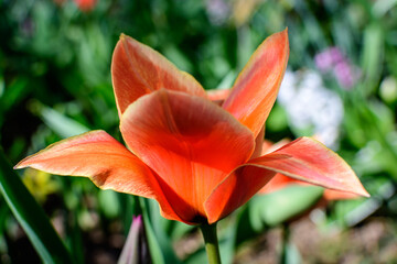 Close up of one delicate vivid red tulip in full bloom in a sunny spring garden, beautiful outdoor floral background photographed with soft focus.