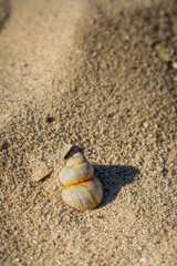 muszla na piasku