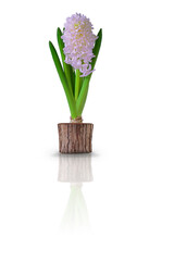 Pink hyacinth in a pot. Isolate on a white background 