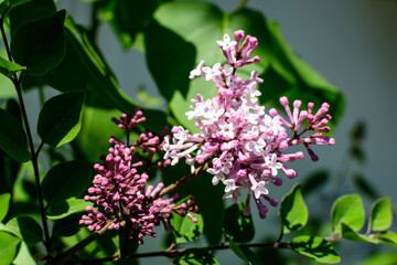 Group of fresh delicate small purple flowers of Syringa vulgaris (lilac or common lilac) towards clear blue sky in a garden in a sunny spring day, floral background photographed with soft focus.