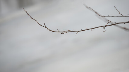 Fototapeta na wymiar One. thin long branch on a light gray background.