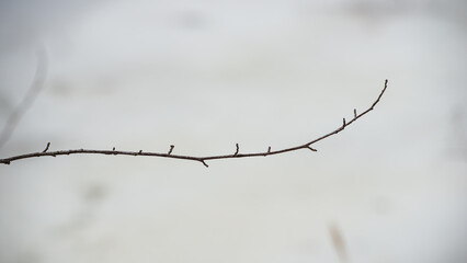 One. thin long branch on a light gray background.