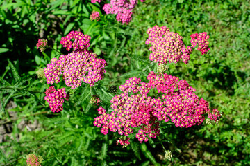Close up of beautiful vivid pink magenta flowers of Achillea millefolium plant, commonly known as yarrow, in a garden in a sunny summer day..