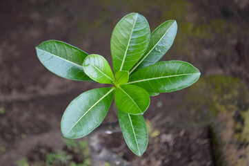 Close Up Top View Fresh Young Leaf Of Adenium Obesum Or Desert Rose Plant