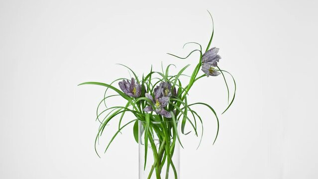 Beautiful alstroemeria peruvian lily bunch on isolated white background. Close-up