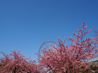 the beautiful cherry blossom trees in kasai rinkai park, Tokyo, Japan
