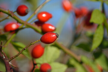 Rote Beeren der wilden Rose