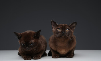 Fototapeta premium Two miniature cats with dark brown fur against gray background
