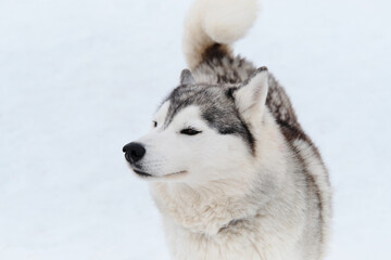 Dog looks like wolf. Portrait of gray white Siberian husky on background of white snow top view. Beautiful and fluffy northern sled dog breed.