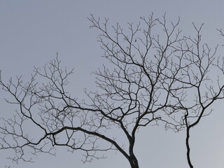 tree in winter
