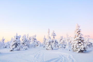 Majestic winter forect in Finland