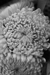 close up of a flower in black and white 