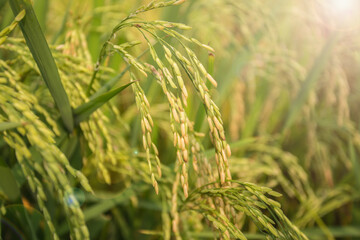 Golden ears of thai jasmine rice in the paddy field.