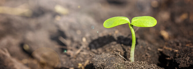 Ecology Concept and Environmental. Rising Sprout from the Soil and symbolizes the struggle for a...
