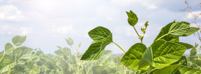 Green Soy Field closeup. Soybean Crop in Field. Background of Ripening Soybean. Rich Harvest Concept. Agriculture, Nature and Agricultural land. Soybeans in sun rays close up. Farm. Soybean Bloom.