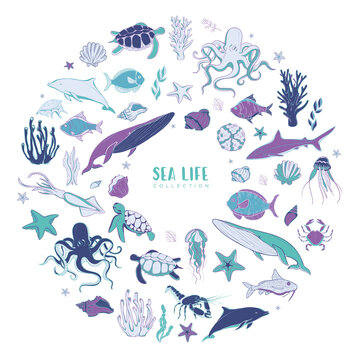 Big vector set of sea animals and plants with sea shells and starfishes. Marine life collection.