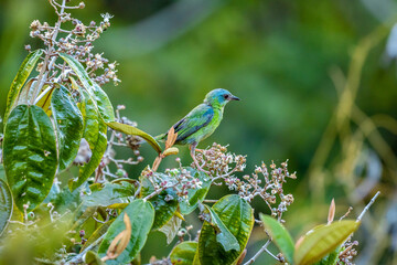 saí azul