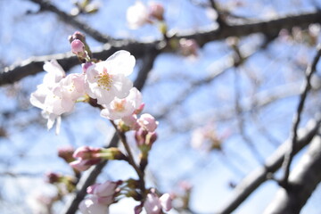 桜　Cherry Blossoms