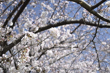 桜　Cherry Blossoms