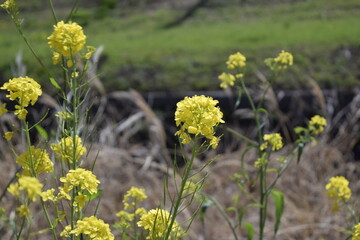 菜の花　Rape blossoms