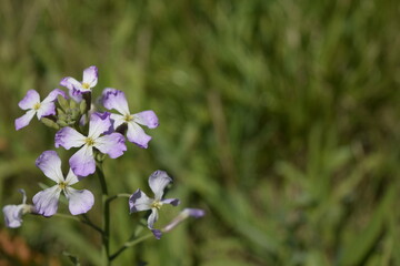 紫の野花　Purple flower