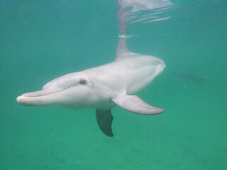 Bottle-nosed dolphin swimming in the sea