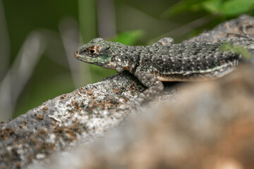 lizard on a tree in a nature park