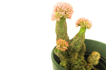 Potted Crassula Pyramidalis Buddhas temple flower