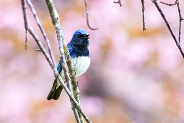 北海道の5月、桜とオオルリ。
