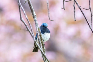 北海道の5月、桜とオオルリ。
