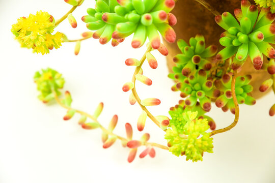 Sedum rubrotinctum R.T. Clausen plant