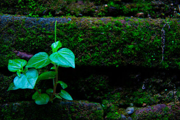 flower in the garden