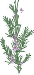Elegant Rosemary Branch with Flowers Hand Draw Realistic Illustration