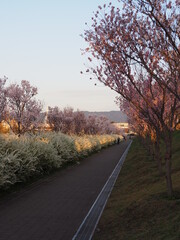 Obraz premium 桜と雪柳の並木道