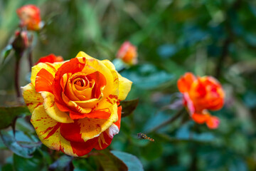 Rose bud with multi-colored yellow and red petals close-up in the garden on a blurred background. Copy space