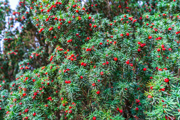 Bright red yew berries as natural background