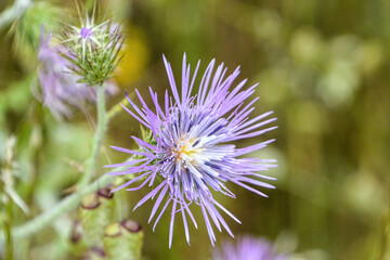 thistle flower