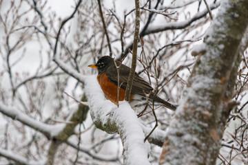 Robin perched on a snowy branch in early Spring