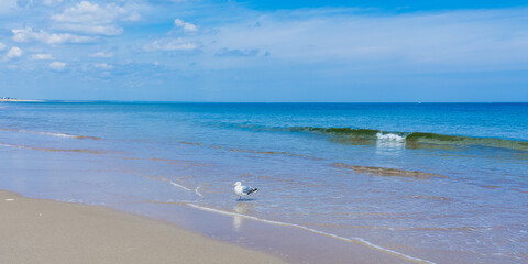 Fototapeta na wymiar Seagull on the beach. The bird stands in the oncoming waves of the Atlantic Ocean