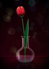 Red tulip flower in case isolated on dark background. Tulip flower head. Spring flowers