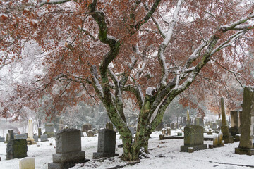 Obraz premium Oak Grove Cemetery - snow-covered tombstones underneath a tree