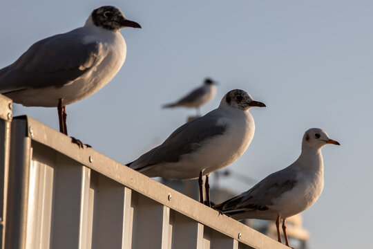 V&ouml;gel am Strand in Duabi