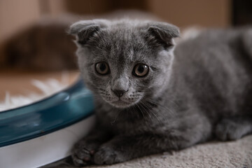 graue Baby Katze