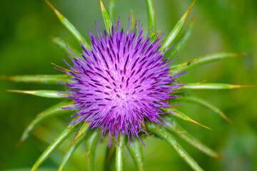 purple white flower 