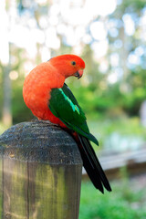 Closeup portrait of Australian king parrot taken outdoors.