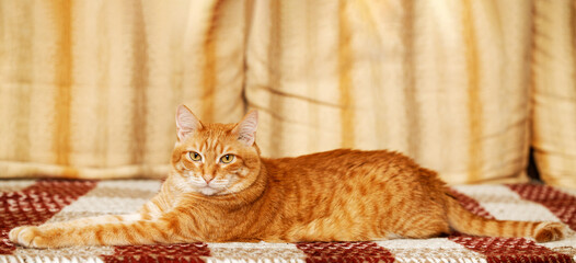 Portrait of ginger domestic cat lying on the sofa. Shallow focus. Copyspace.